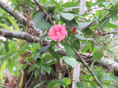 Ipomoea steerei