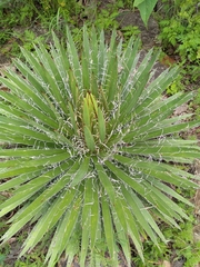 Agave schidigera