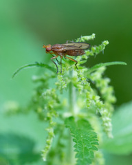 Tetanocera