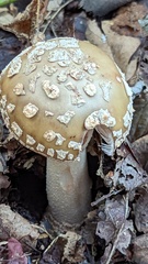 Amanita rubescens