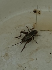 Eunemobius carolinus