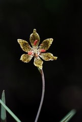 Fritillaria pinetorum