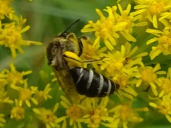 Colletes simulans armatus