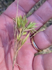 Dichanthelium acuminatum