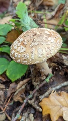 Amanita rubescens