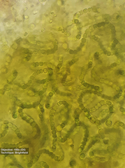 Nostoc