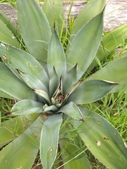 Agave ×