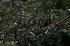 Rhaphithamnus spinosus