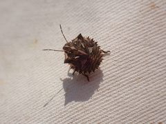 Ancyrosoma leucogrammes