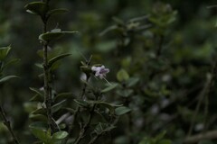 Rhaphithamnus spinosus