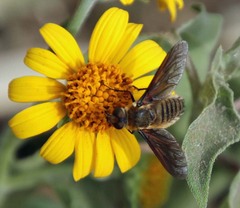 Poecilanthrax lucifer