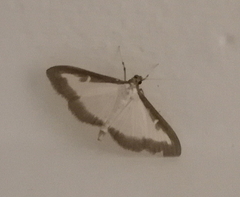 Cydalima perspectalis