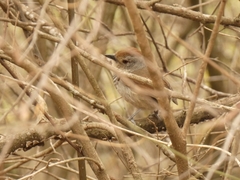 Thamnophilus ruficapillus