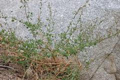 Chenopodium fremontii