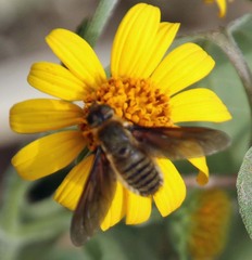 Poecilanthrax lucifer