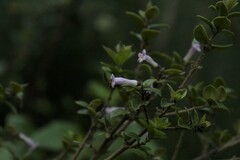 Rhaphithamnus spinosus