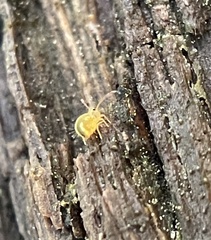 Dicyrtomina