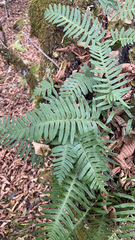 Polypodium appalachianum