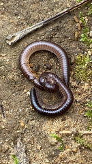 Parajulidae