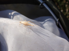 Oecanthus dulcisonans