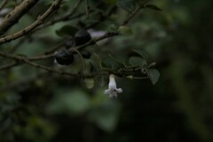 Rhaphithamnus spinosus