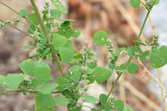 Chenopodium fremontii