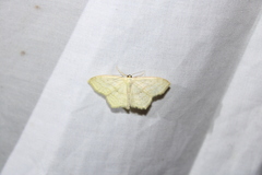 Scopula limboundata