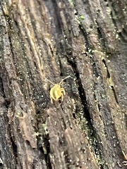Dicyrtomina