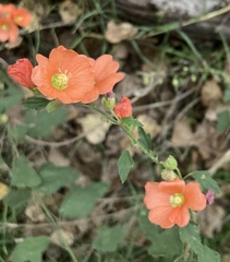 Sphaeralcea parvifolia