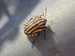 Graphosoma lineatum siciliensis