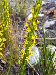 Microdon dubius