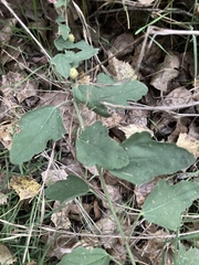 Sphaeralcea parvifolia