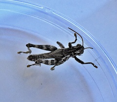 Campylacantha olivacea