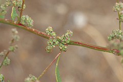 Chenopodium fremontii