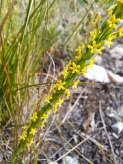 Microdon dubius