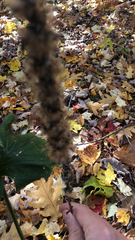 Ranunculus cassubicus