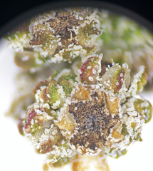 Chenopodium fremontii