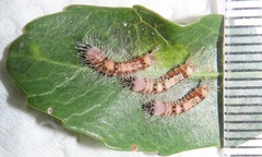 Peratodonta