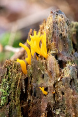 Calocera