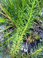 Microdon dubius
