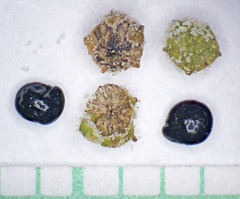 Chenopodium fremontii