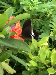 Papilio polytes