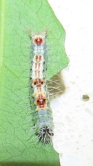 Peratodonta
