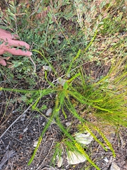 Microdon dubius