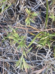 Dichanthelium acuminatum