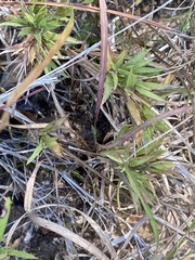 Dichanthelium acuminatum