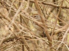 Thamnophilus ruficapillus