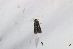 Acronicta