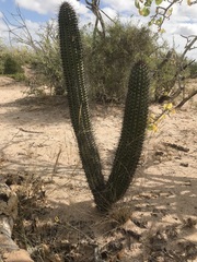 Stenocereus thurberi