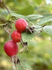 Rosa pisocarpa